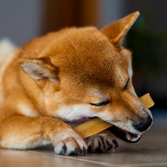 Hund kaut auf Hartkäse Churpie