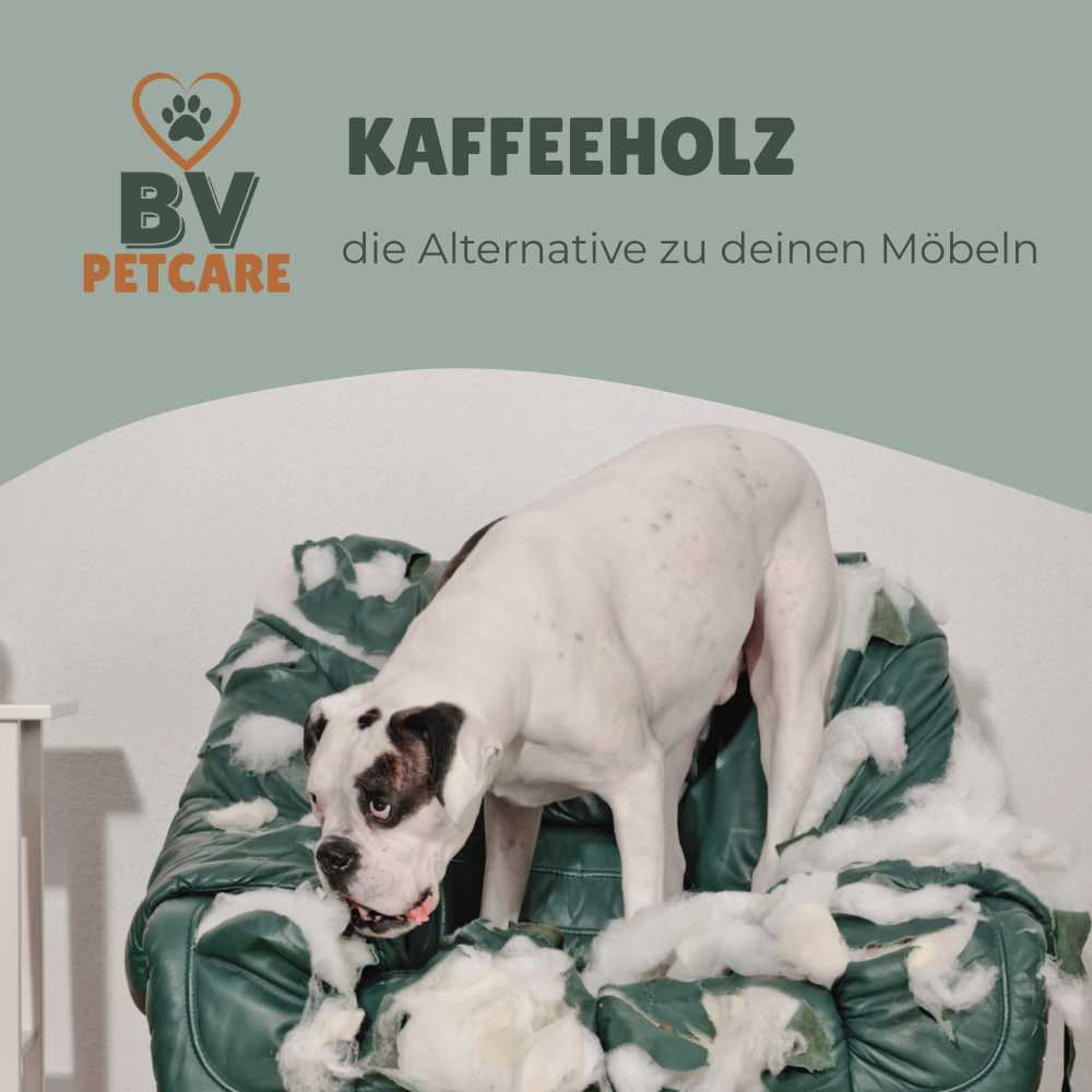 3er Set - Kaustab aus Kaffeeholz