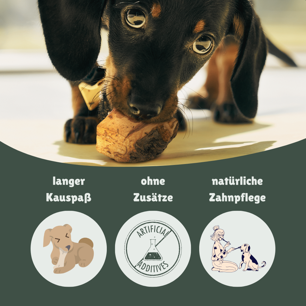 Kauwurzel aus Baumheide